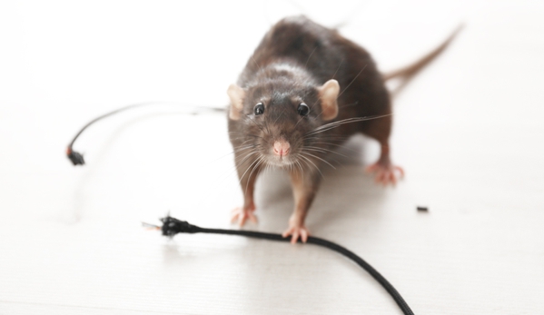 Hobart Pest Control - West Moonah, TAS