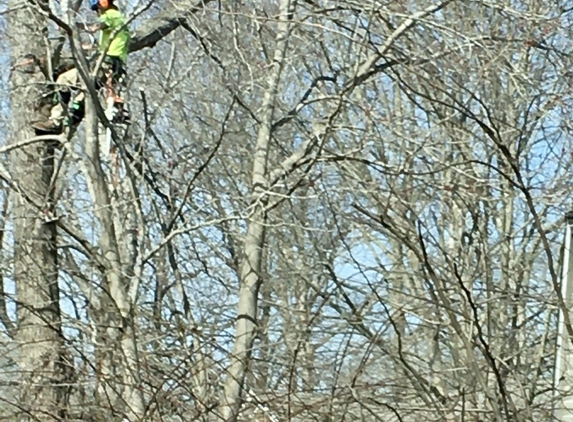 Chesapeake Tree Guys - Chesapeake, VA