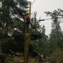 AA Tree Service Inc - Stump Removal & Grinding