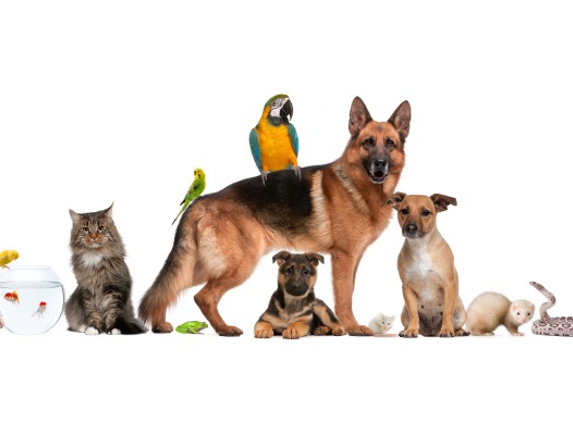 Animal Emergency & Pet Care Clinic of The High Country - Boone, NC