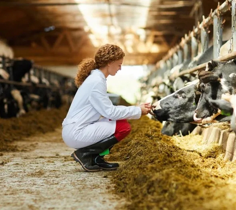 Ashcroft Veterinary Surgeons - Ashcroft, NSW