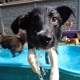 Tucker Pup's Pet Resort