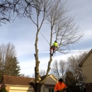 Sammamish Tree Service - Arborists