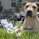 Fallon Veterinary Clinic - Veterinary Clinics & Hospitals