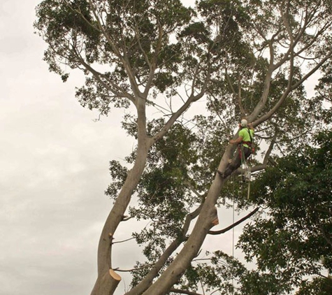 Newcastle Tree Care - Waratah, NSW. Tree removal you can trust in Newcastle