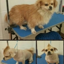 Poynter's Dog Care - Pet Sitting & Exercising Services