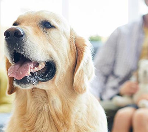 Passionate Paws Veterinary Surgery - Pialba, QLD
