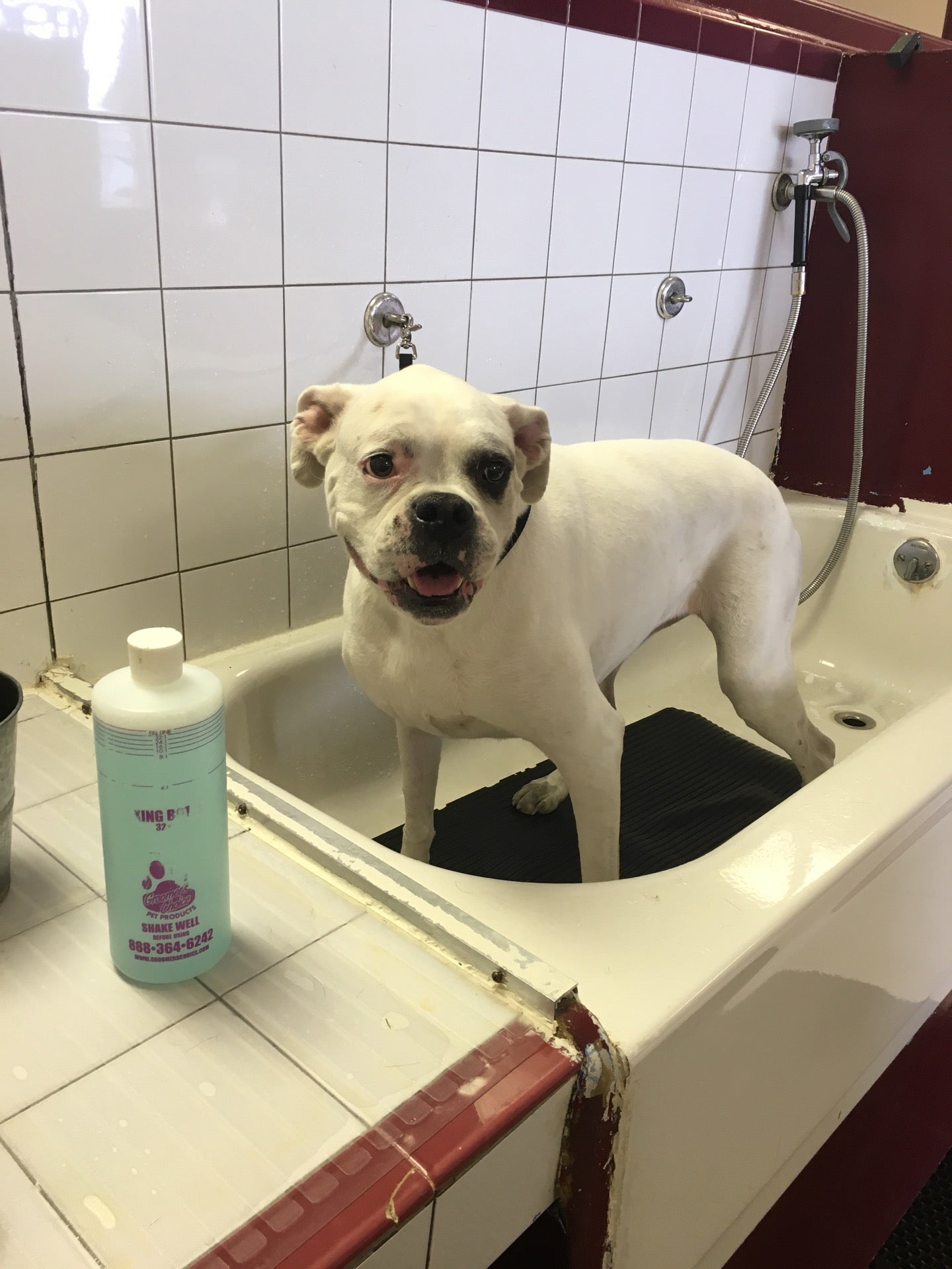 Mutt puddles dog store wash