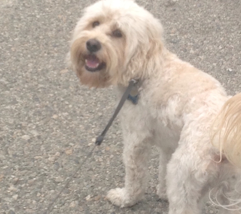 Venice Dog Boarding -The Next Best Thing To Home Sweet Home - Venice, CA