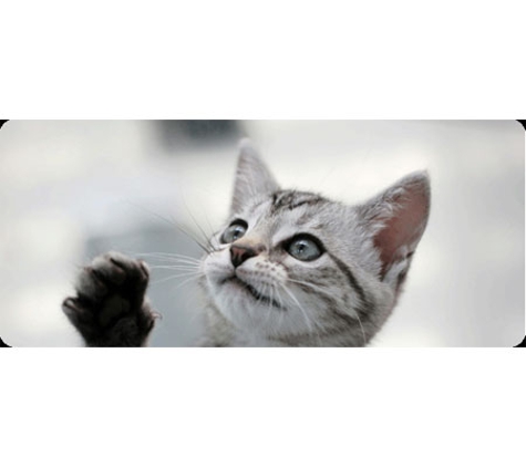 Animal Clinic Maffra - Maffra, VIC