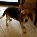 Ventura Downs Animal Hospital - Veterinarians