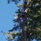 A&N QUALITY TREE SERVICE