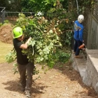 Todd's Roswell Tree Removal Service