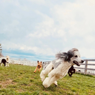 Kennel Club USA - Johnstown, OH