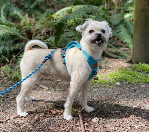 Bridle Trails State Park - Kirkland, WA