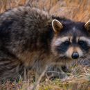 Florida Wildlife Solutions - Pest Control Services