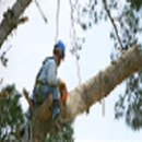 Always Straight Up Tree Service (Ray Graham) - Tree Service