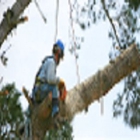 Always Straight Up Tree Service (Ray Graham)