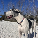 VCA Sanibel Animal Hospital - Veterinarians