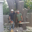 Dynasty Tree Experts - Tree Service