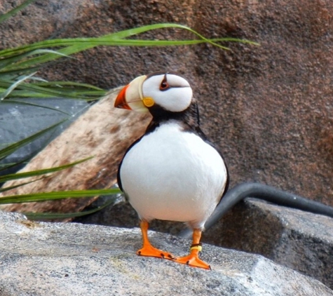 Alaska SeaLife Center - Seward, AK