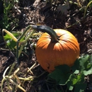 Sutter's Ridge Farm - Fruit & Vegetable Markets