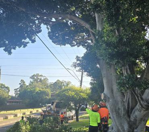 Tree Wizards - Guildford, NSW