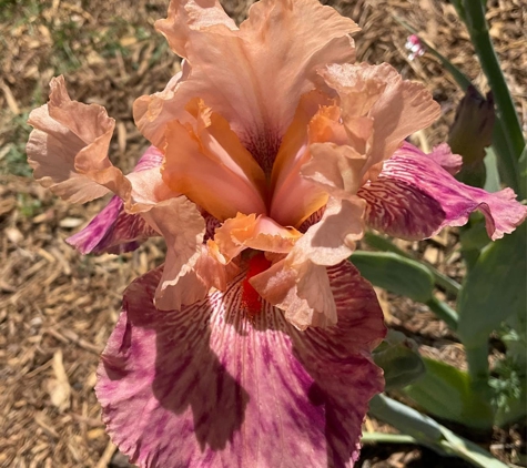 Bloomer-Rang Iris Farm - Kirkland, AZ