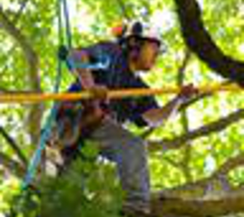 The Urban Arborist - Lincoln, CA