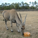 Lion Country Safari - Amusement Places & Arcades