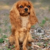 World Class Cavalier King Charles Breeder gallery