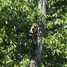 Hayden's tree service