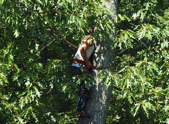 Hayden's tree service - glasgow, KY