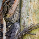 Cassan Wildlife - Pest Control Services