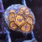 Aquagemcorals