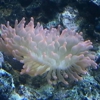 Bluewater Reef Aquatics gallery