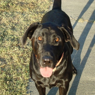 Black Dog Walking and Animal Care - Antioch, CA