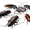 pest control plainfield nj gallery