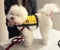 Positive Response Dog Training - Dog Training