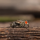 Ladybug Pest Control - Pest Control Equipment & Supplies