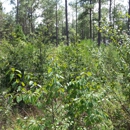 Jones Land Clearing - Bulldozers