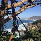 Maguire Tree Care