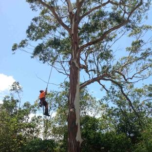 Steve's Tree Cutting - Wurtulla, QLD
