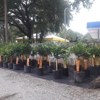 Citrus Park Landscape Nursery gallery