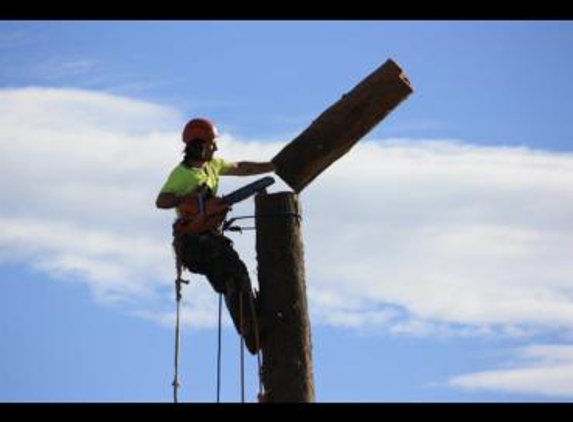 Above The Rest Tree Care - Conjola, NSW. Highly Recommended