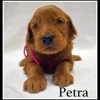 4E Kennels gallery