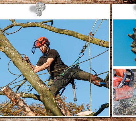 Tree Limits - Bairnsdale, VIC. With Our Certified Arborists And Full Insurance Coverage You're In Good Hands