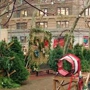 SoHo Trees: New York City Christmas Trees
