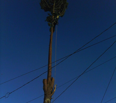 B&G Tree Trimming - Albuquerque, NM