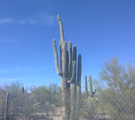 Tucson SnowBird Nest - Tucson, AZ. Saguaro cactus and bird shelter